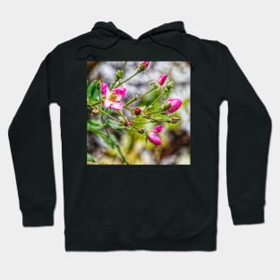 Miniature Rose Bush in winter Bloom Hoodie